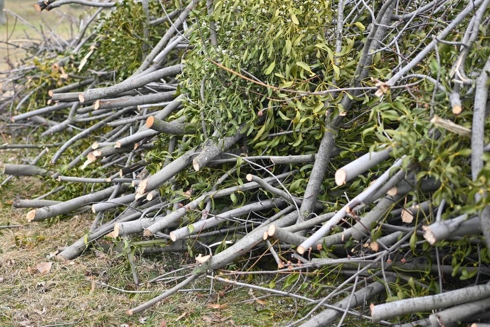 Contenedores para recogida los restos de la poda: funcionalidad y seguridad